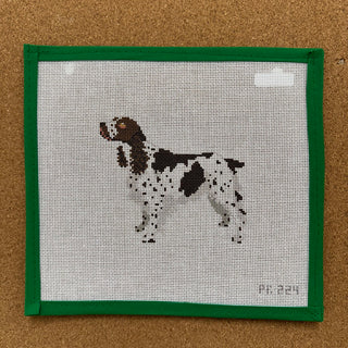 Springer Spaniel