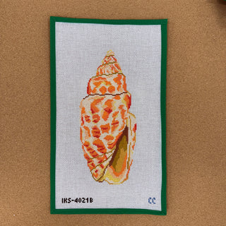 Large Miter Seashell