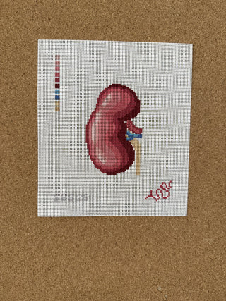 SBS25 Anatomical Kidney
